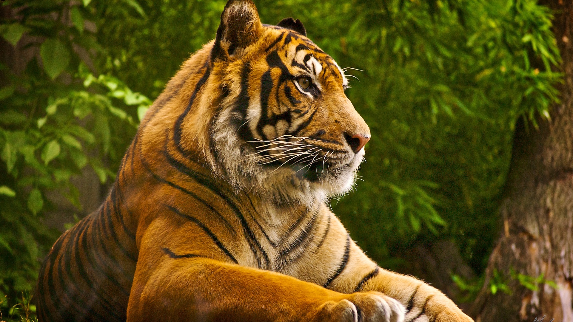 Clemson Tigers Desktop Wallpaper In HD