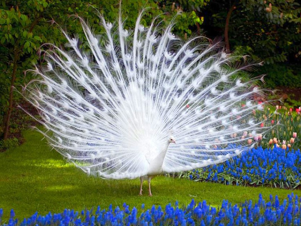 And Wallpaper Amazing White Peacock Pictures Image