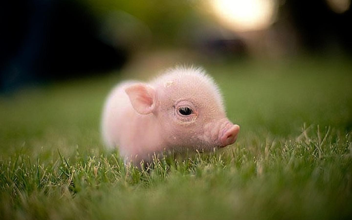 Pin Cute Pigs Wallpaper