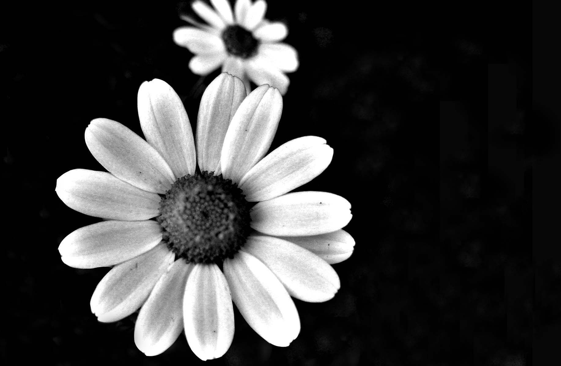 Black And White Flower Image Wallpaper