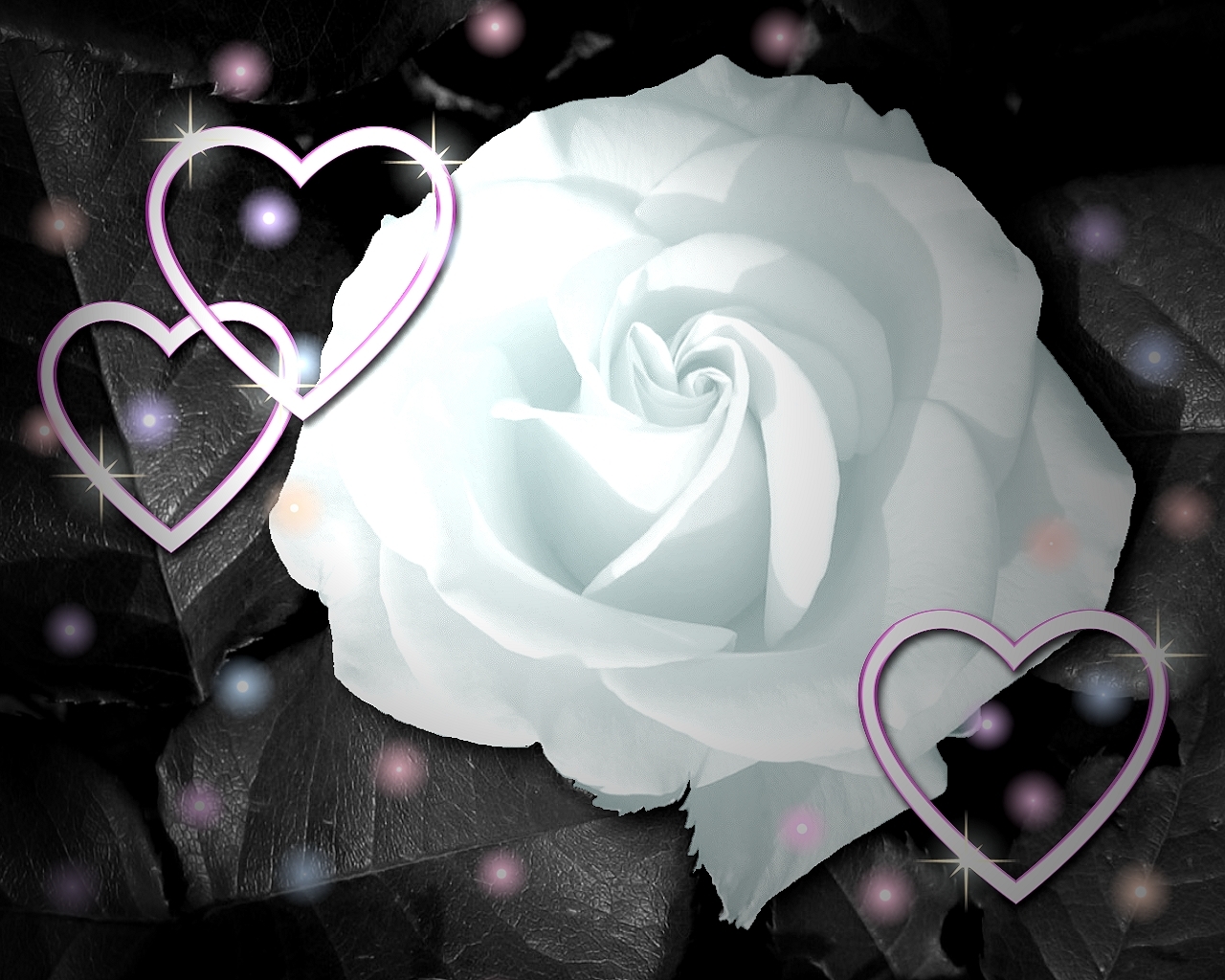 White Rose Flower Wallpaper Valentine Day