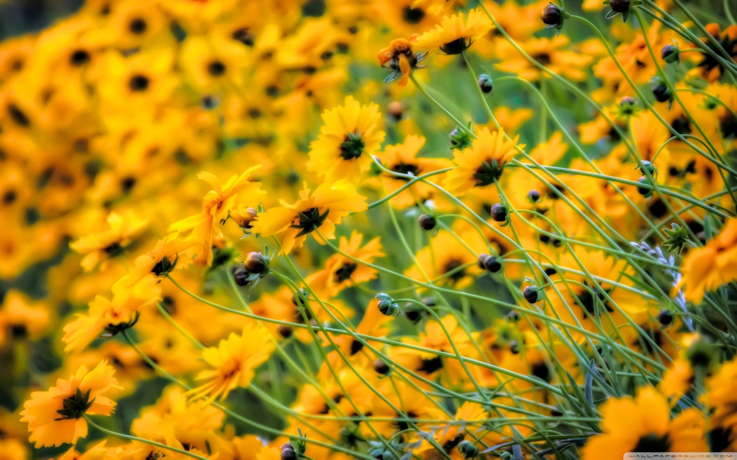 A field of vibrant yellow Coreopsis flowers, swaying gently in the breeze. The bright petals and dark centers create a cheerful and sunny scene, perfect for a yellow-themed wallpaper