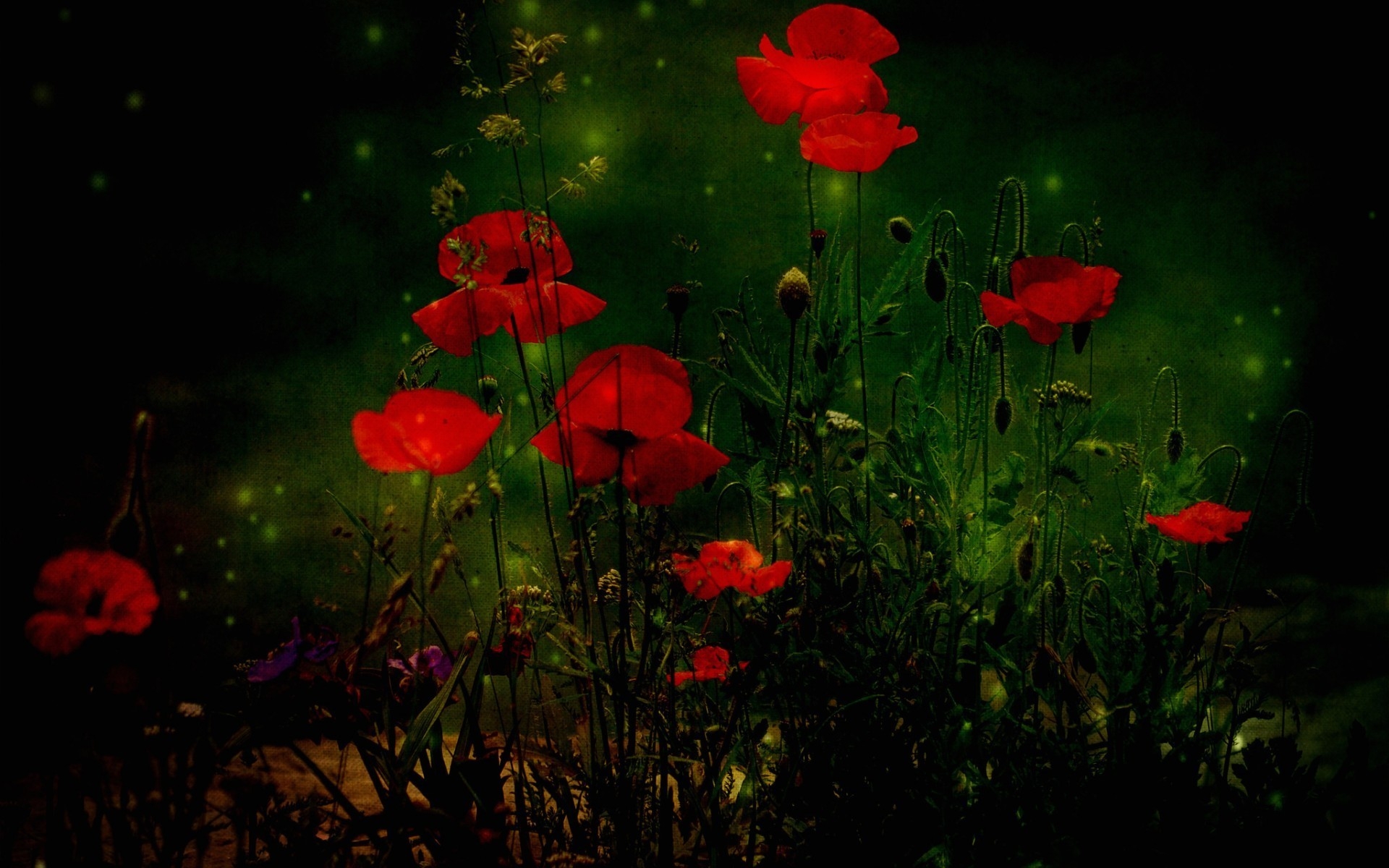 Poppies Wallpaper High Quality