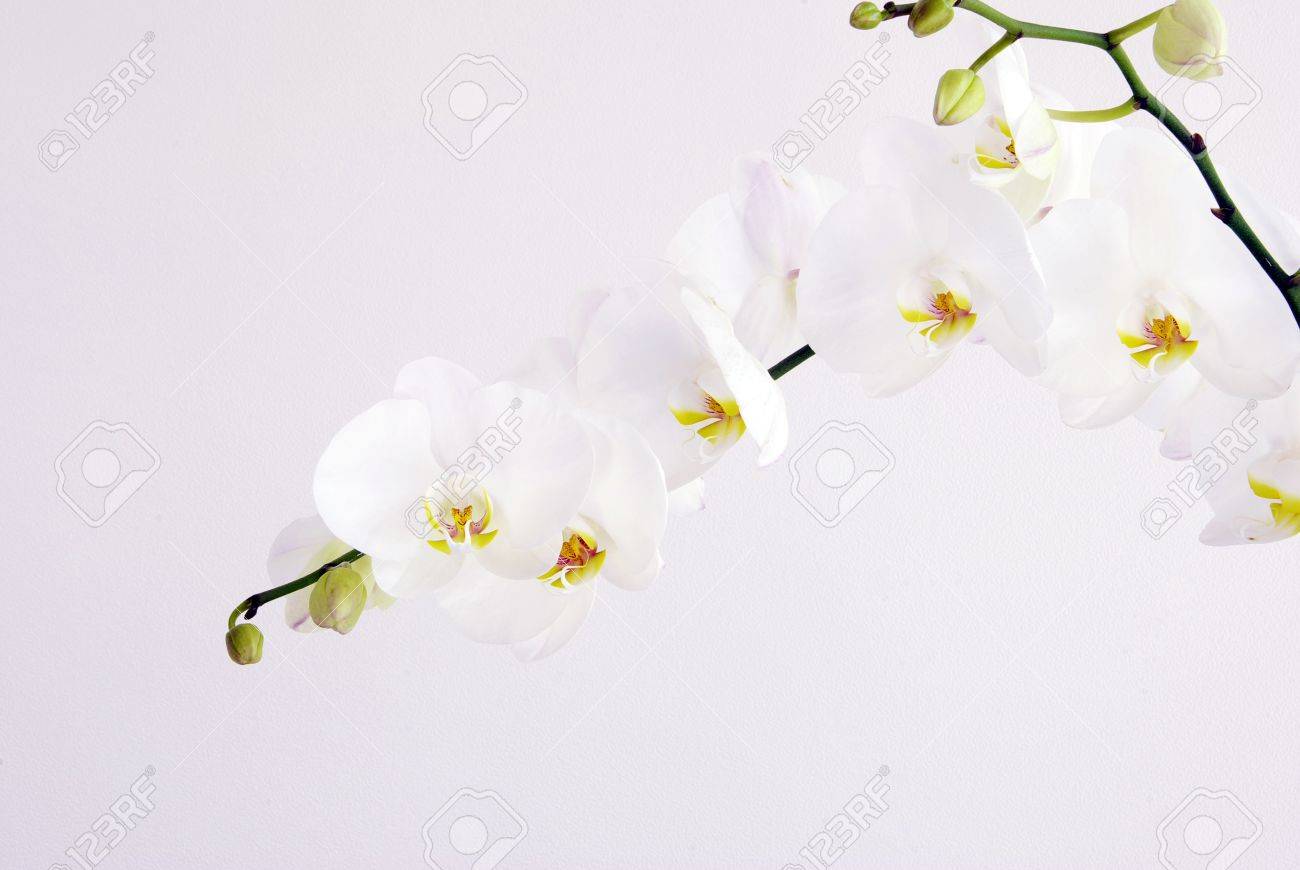 Love Orchid Flower May