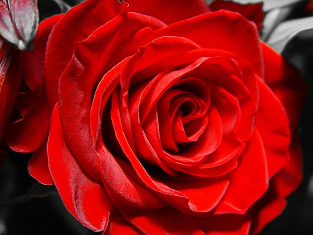 Red Rose On Black And White Background March Wallpaper