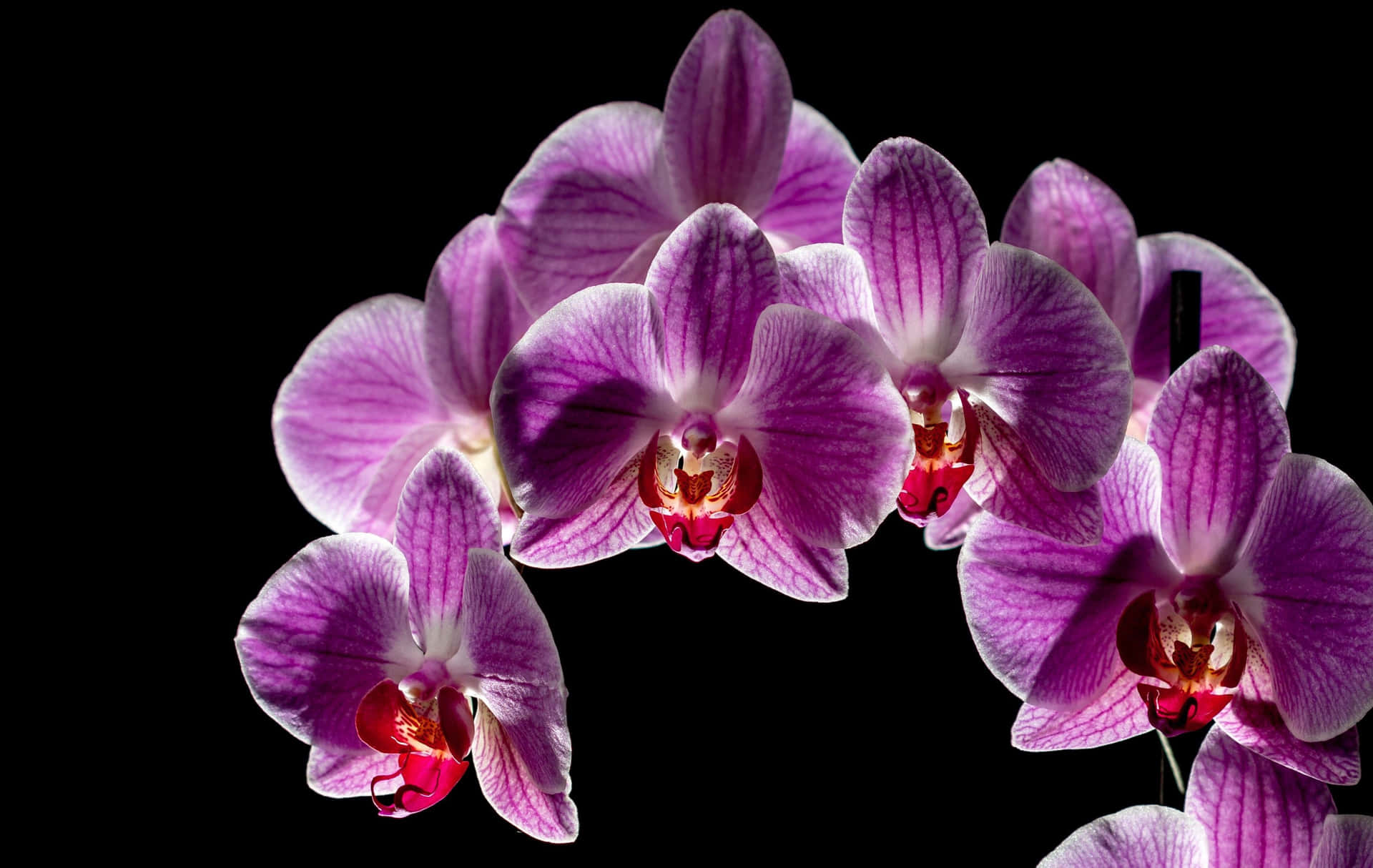 Orchids Picture Wallpaper