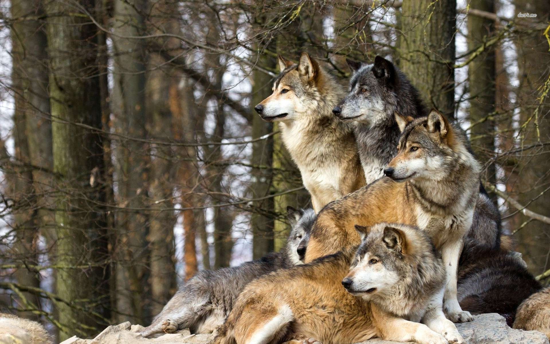 Wolf Pack Wallpaper Animal