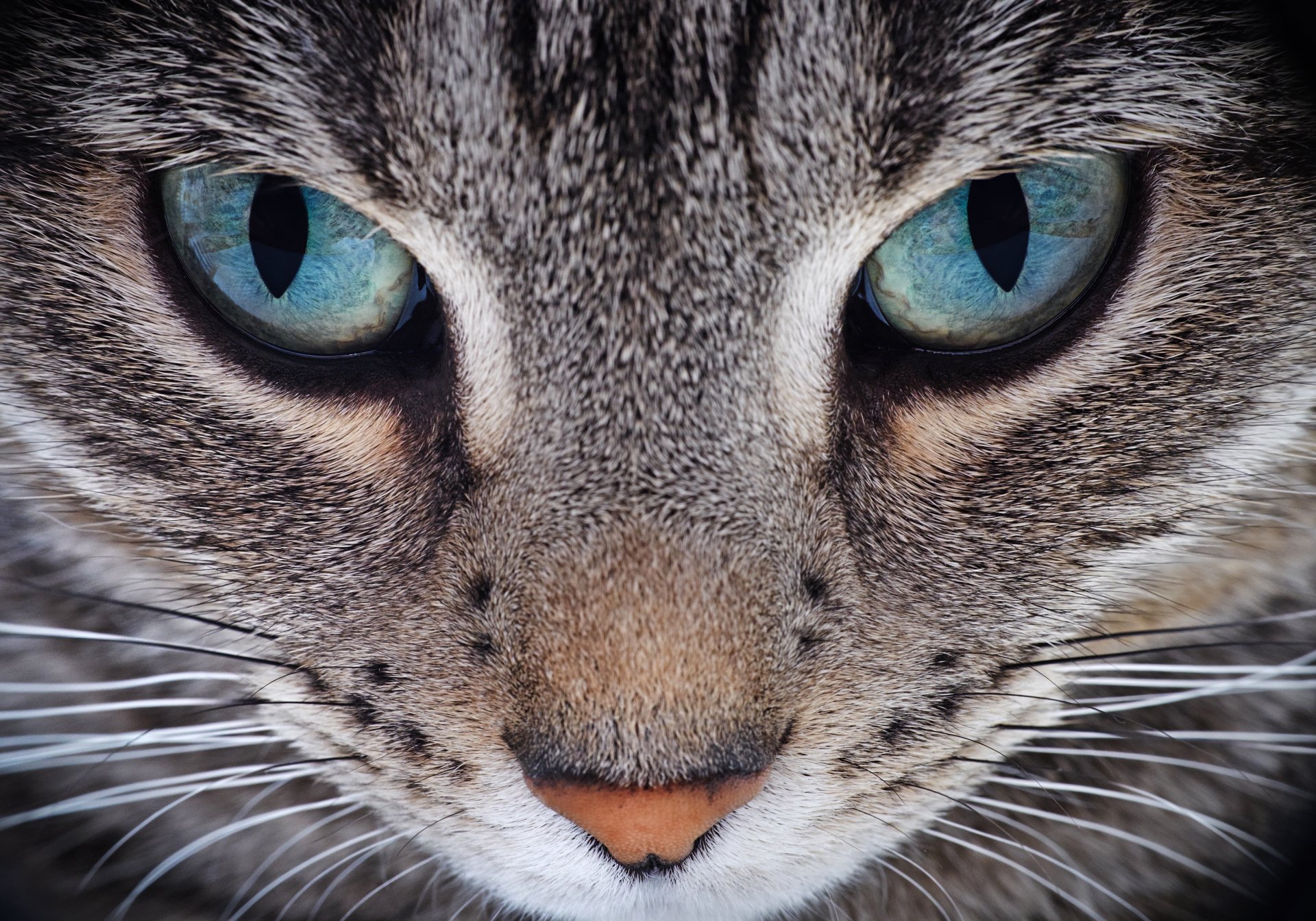 Close-up of a Tabby Cat with Striking Blue Eyes