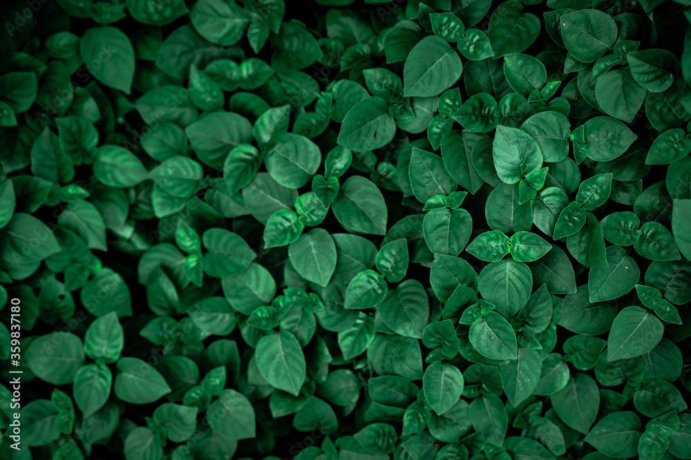 Dense Dark Green Leaves In The Garden Emerald Leaf Texture