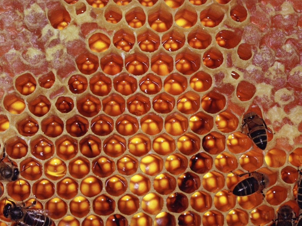 Scientists Predict Lack Of Honey Bees Will Lead To A Food Crisis The