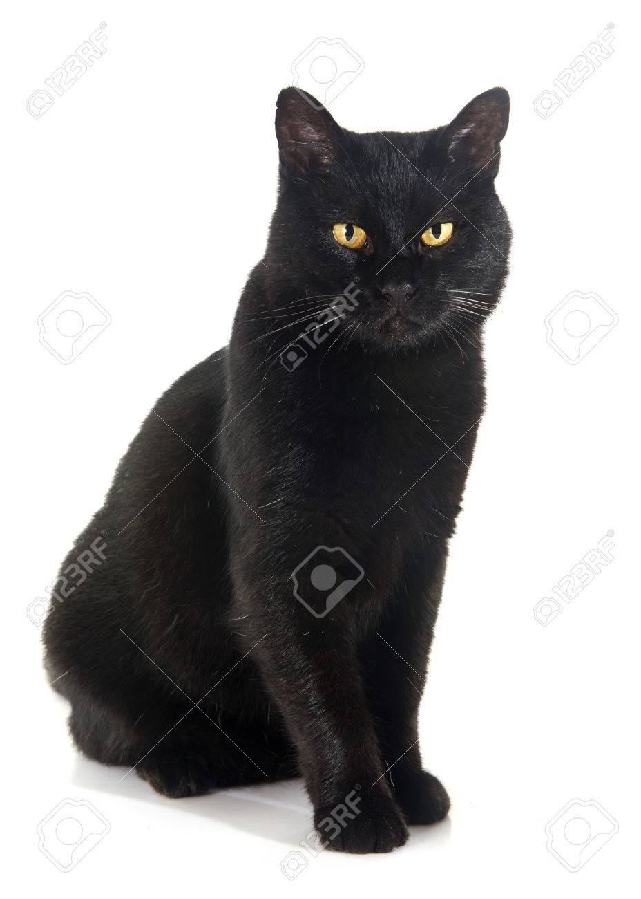 Black Cat In Front Of White Background Stock Photo Picture And