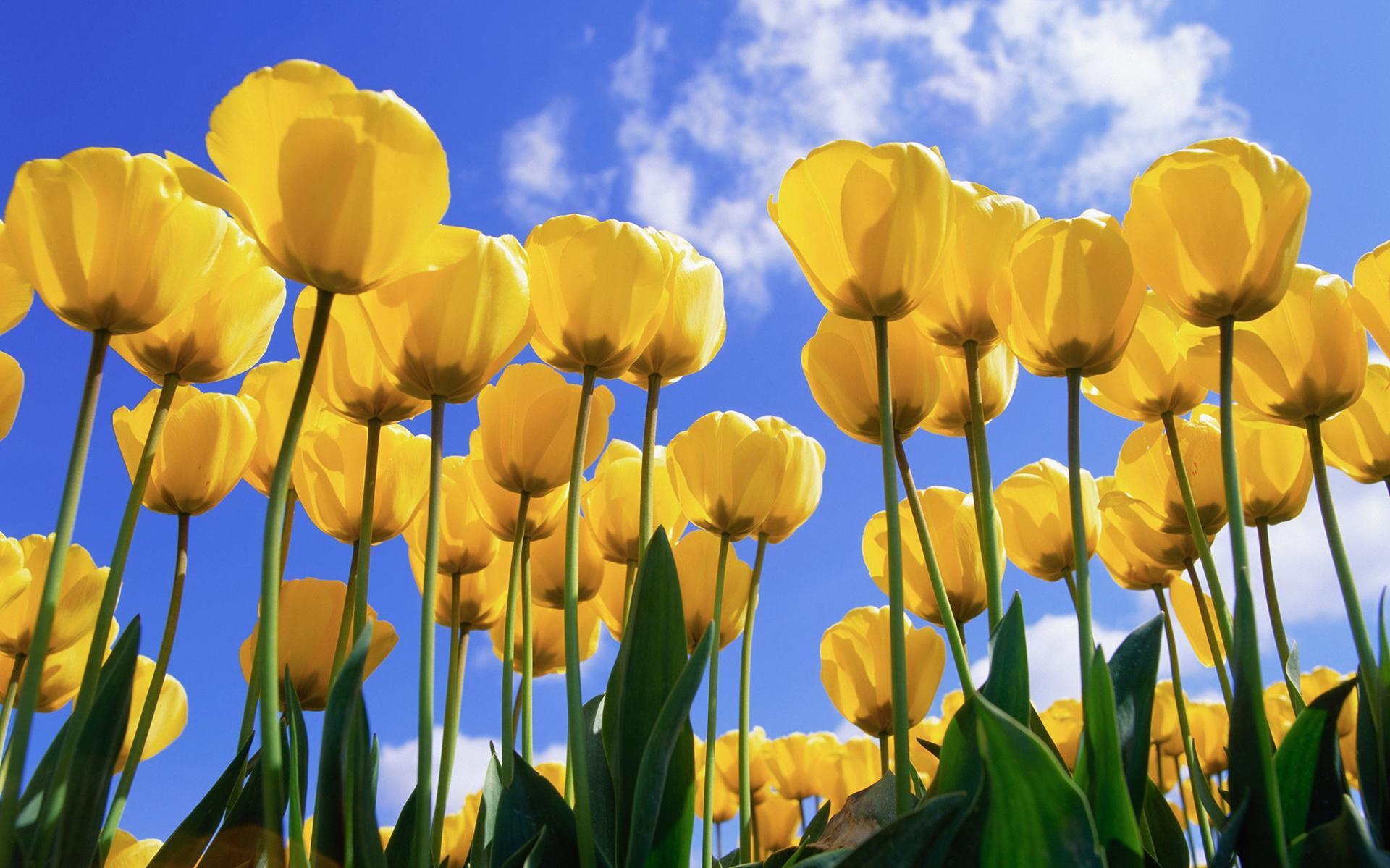 Tulips The Original Stock Image Of A Windows Xp Wallpaper