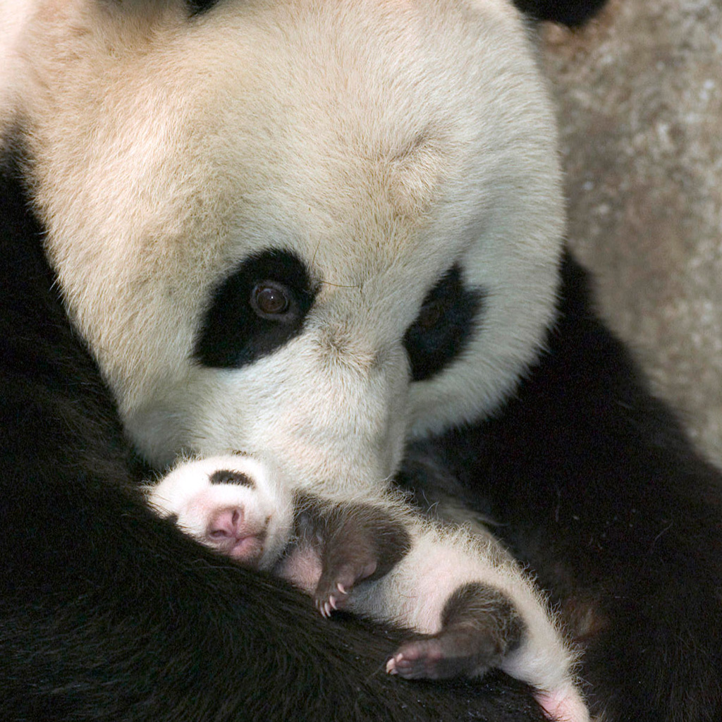 iPad Wallpaper Panda Mother And Baby Bear Animal
