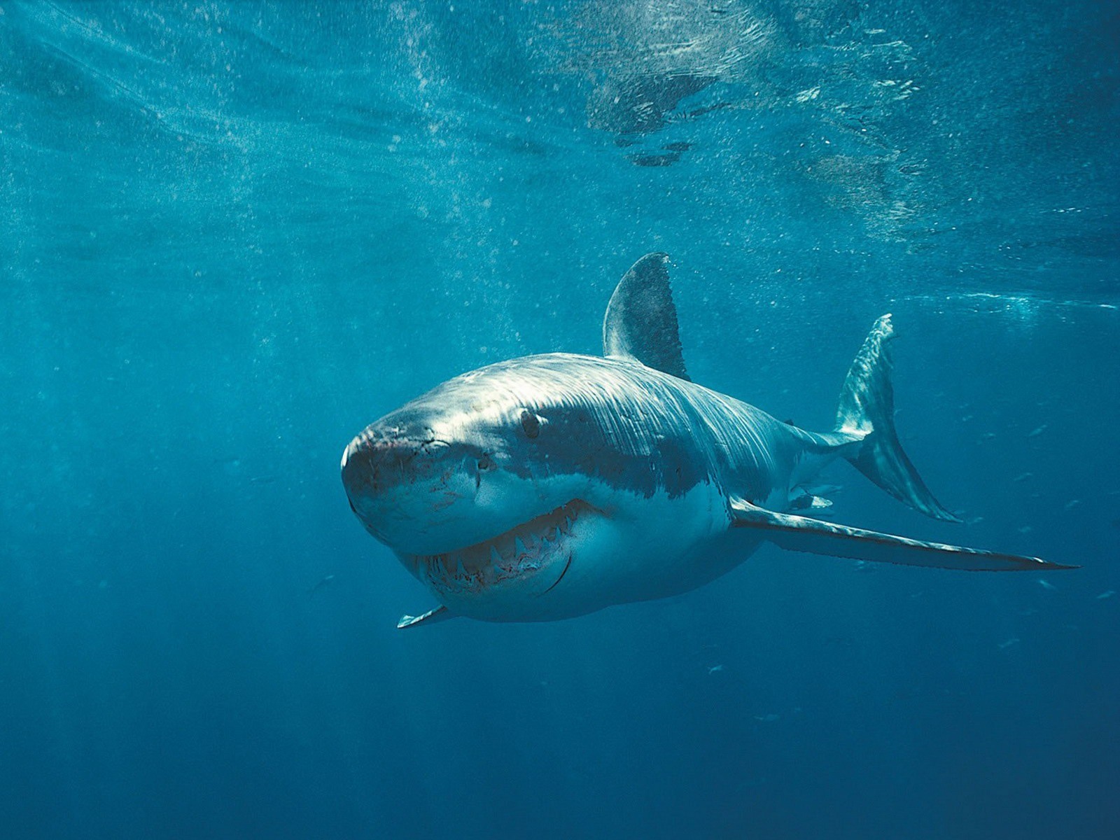 Great White Shark desktop wallpaper