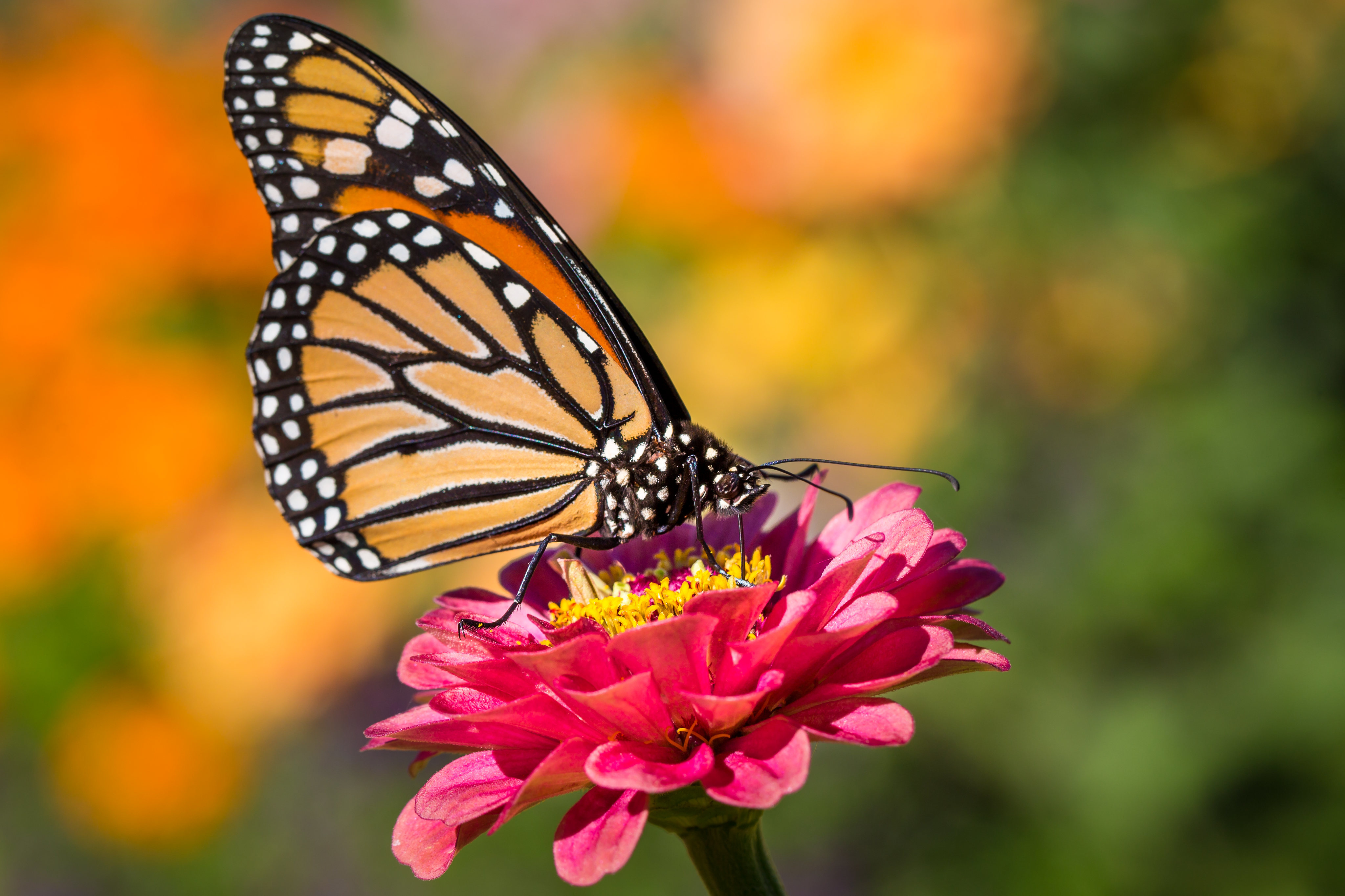 Monarch Butterfly Insect Macrobutterfly 4k Ultra Wallpaper