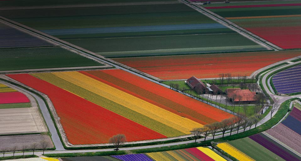 Bing Images   Flower Fields   Flower field patterns near Amsterdam
