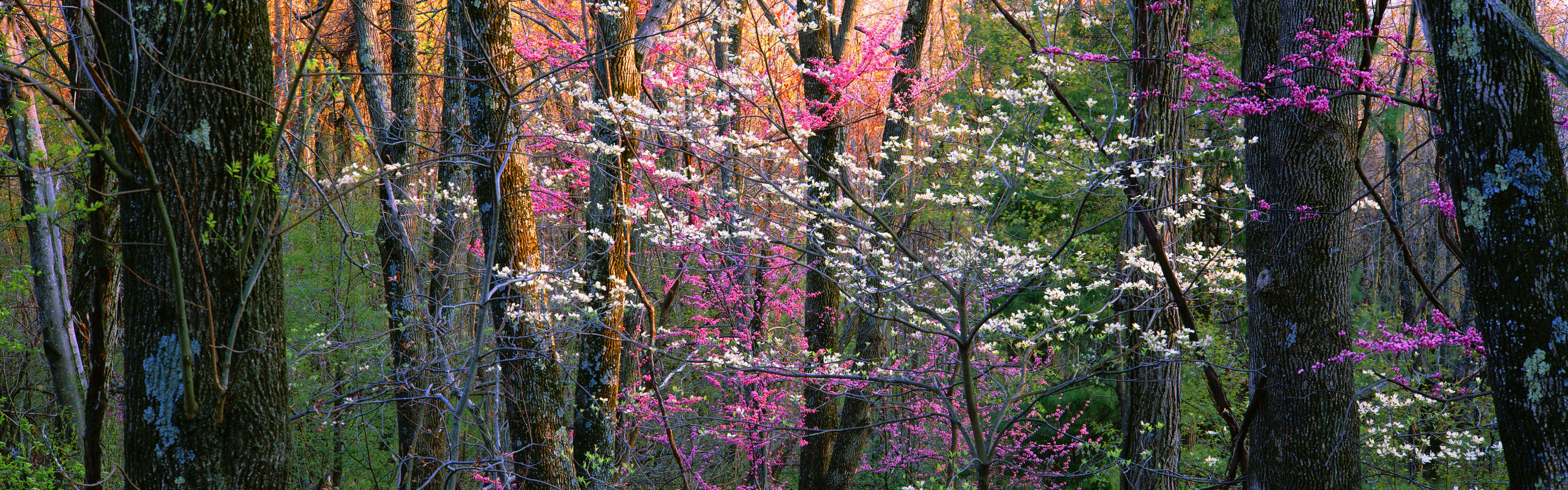 Wallpaper Shenandoah National Park Flowers Trees Virginia Usa