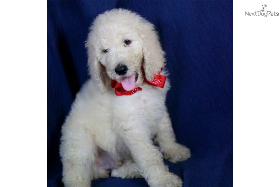 Standard Poodle Puppy Pictures HD Wallpaper And
