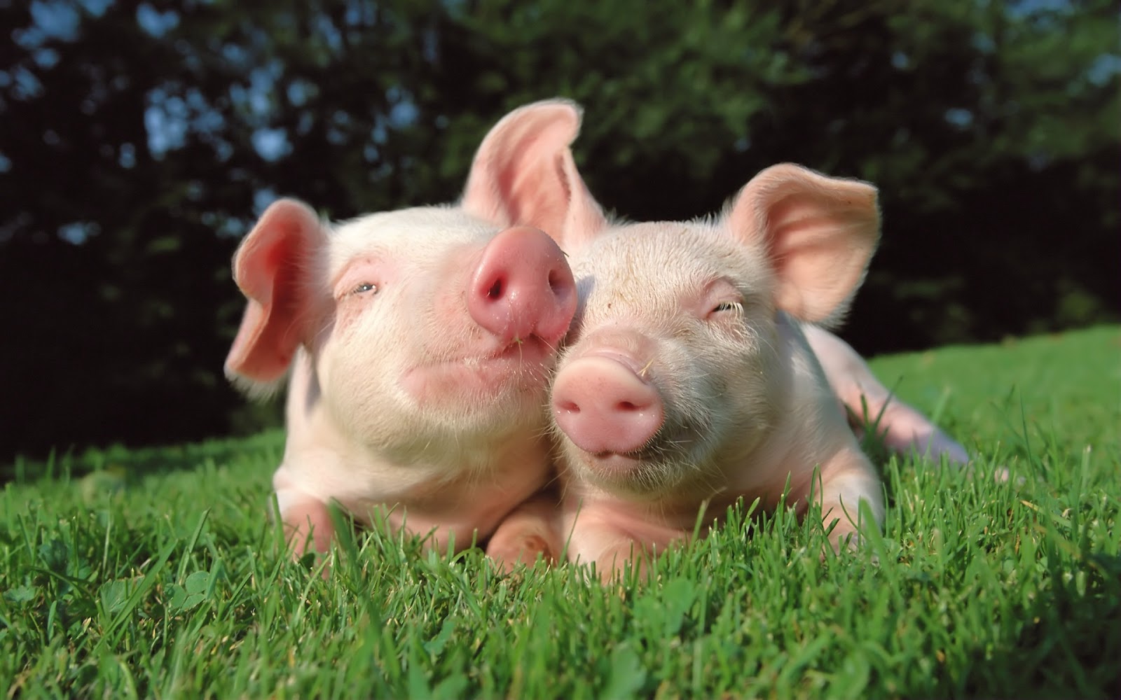 Showing Pics For Baby Pig Wallpaper HD Background