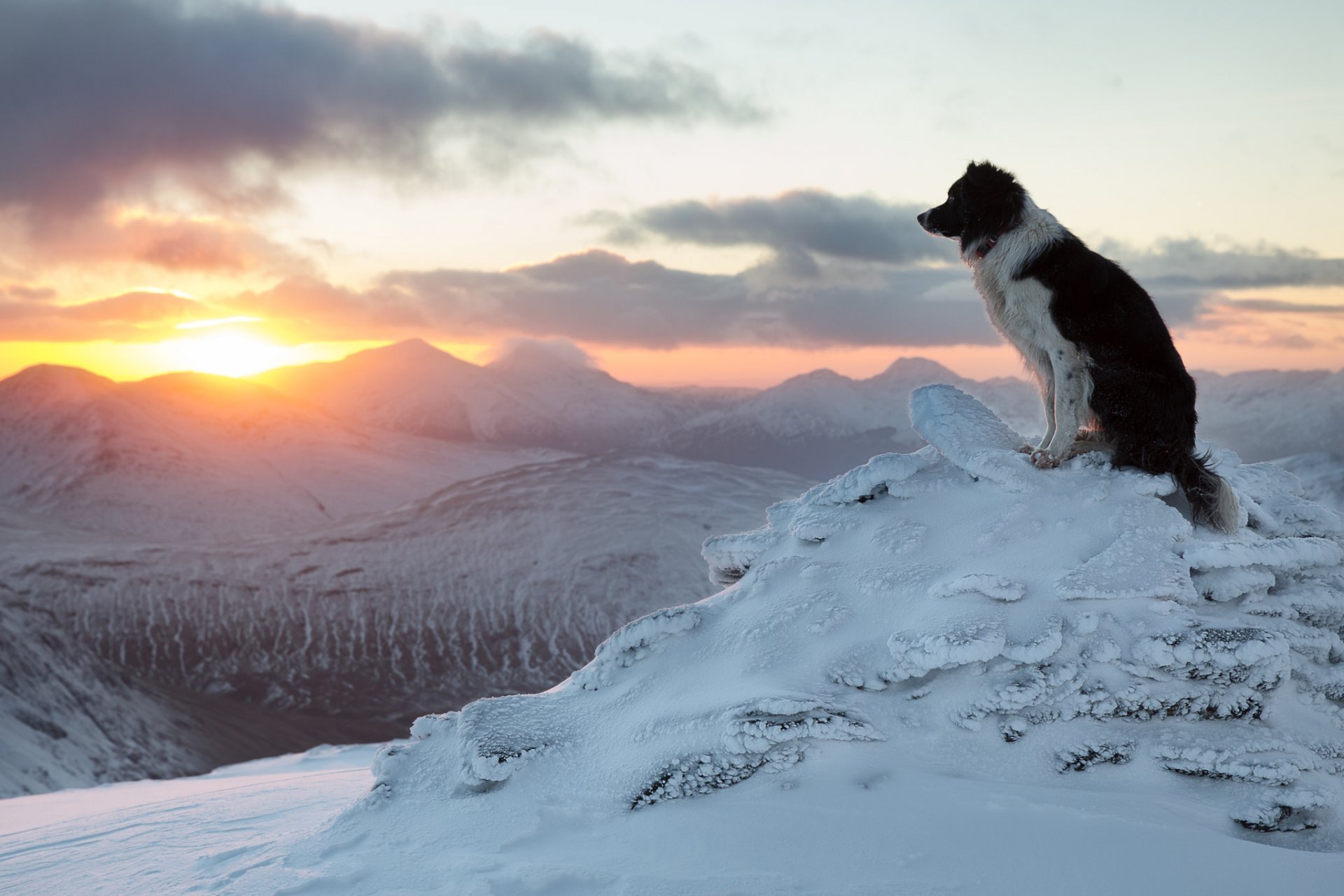 Border Collie Dog Winter Mountain Sunset HD Wallpaper