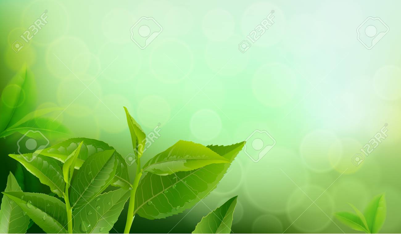 Nature Leaves Green Tea On Spring Background