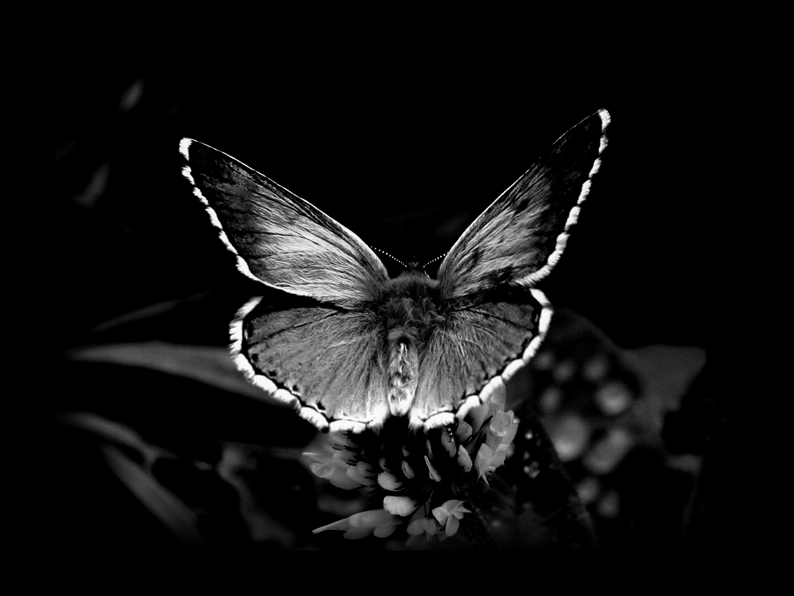 Awesome Black And White Butterfly Wallpaper HD