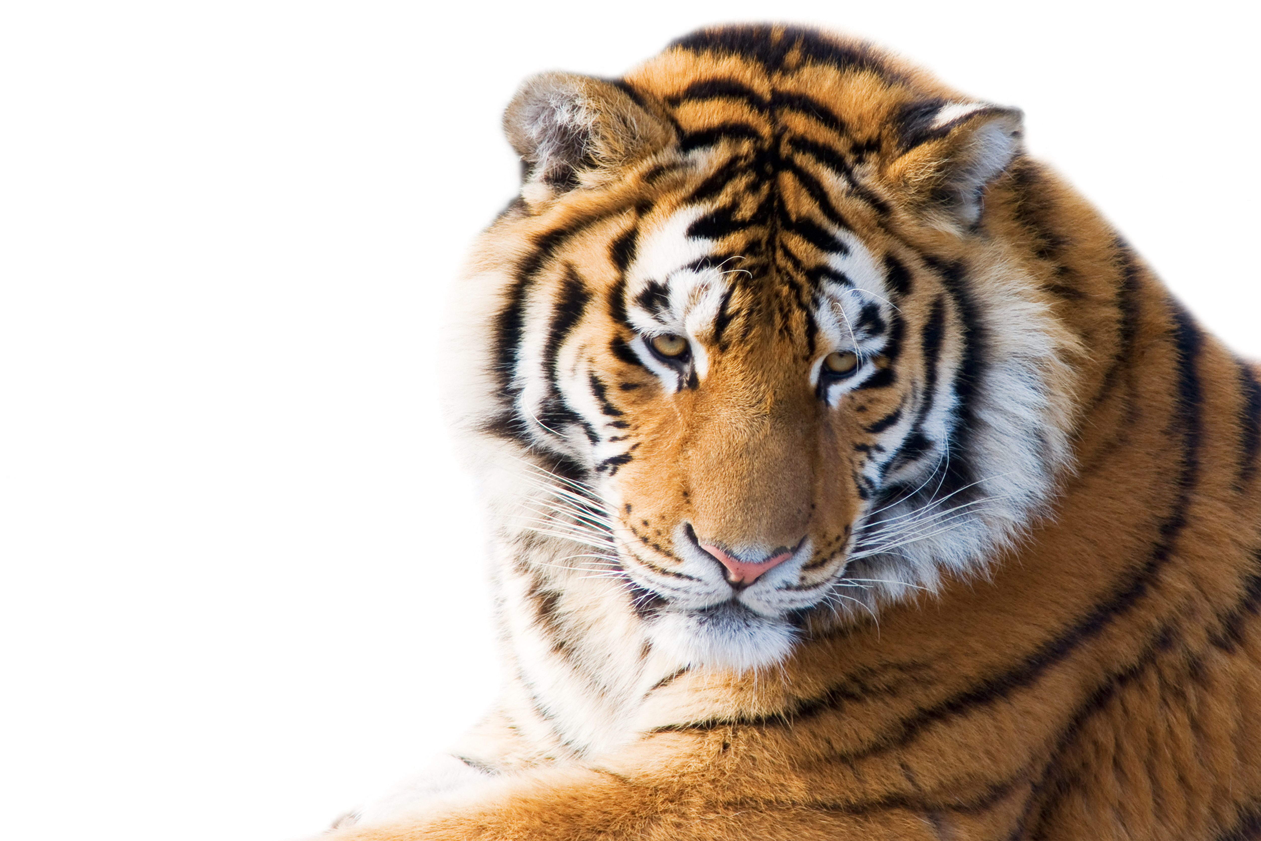 Wallpaper amur tiger face eyes cat tiger white