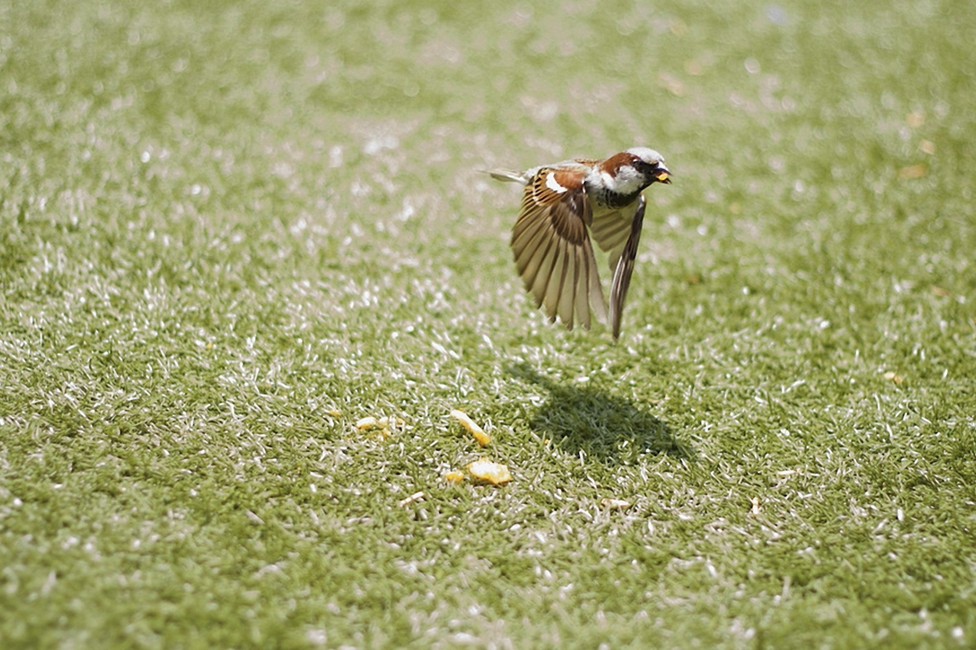 Birds Flying Grass Nature Sparrow Wallpaper Allwallpaper