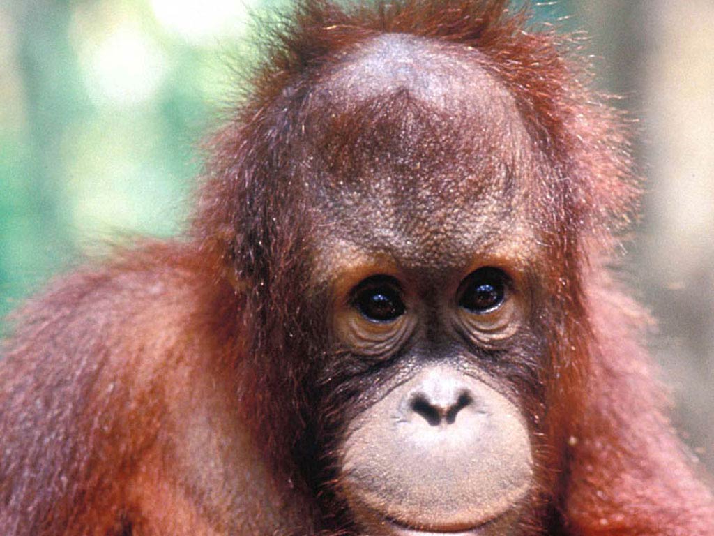 Orangutan Wallpaper