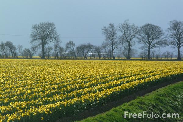 07 Field Of Daffodils Jpg