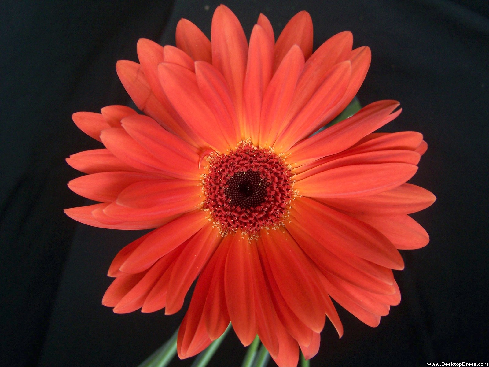 Desktop Wallpapers Flowers Backgrounds Gerbera Daisy Orange