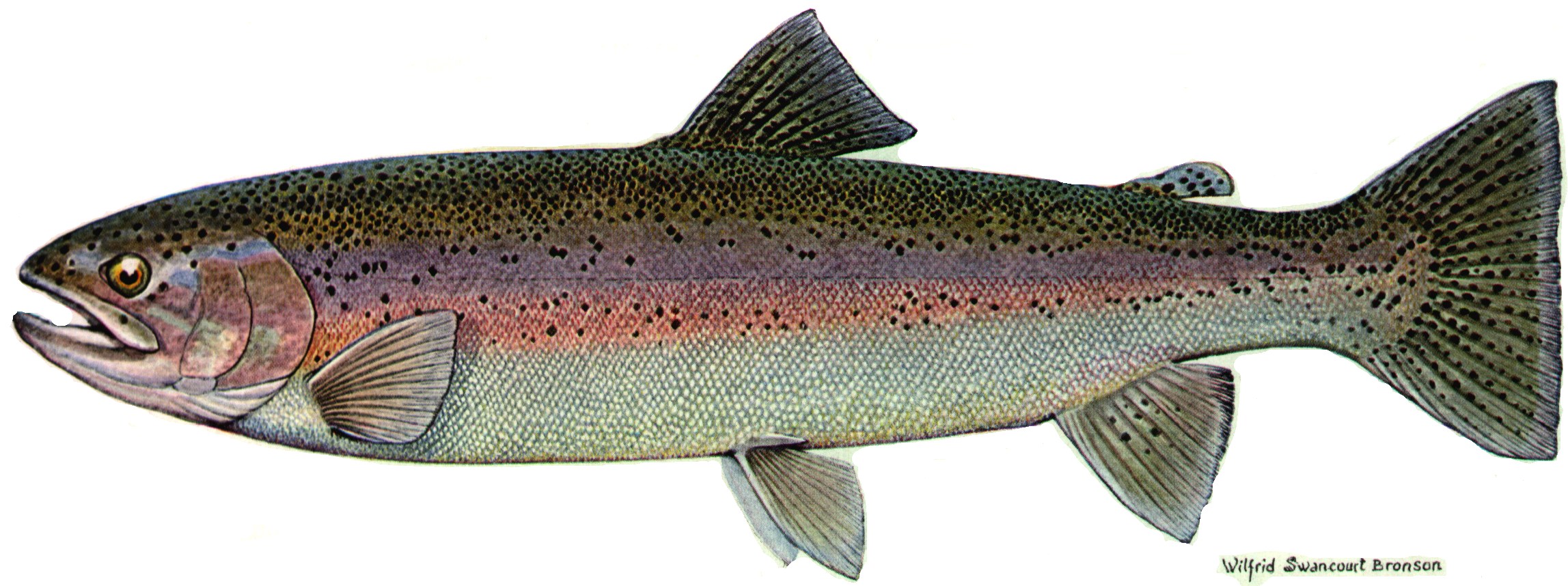 Rainbow Trout Fish Car Res Specs Price And Release Date