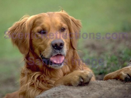 Dogs Screensaver By Scenic Reflections Screensavers And Wallpaper