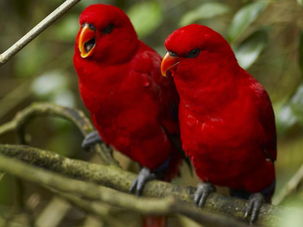 Blood red parrots keeping each other company and sharing the love in