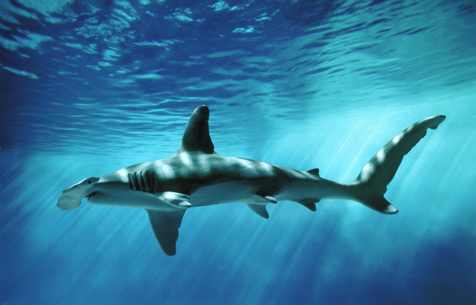 Foot Hammerhead Shark Sighting Closes Miles Of Newport Beach