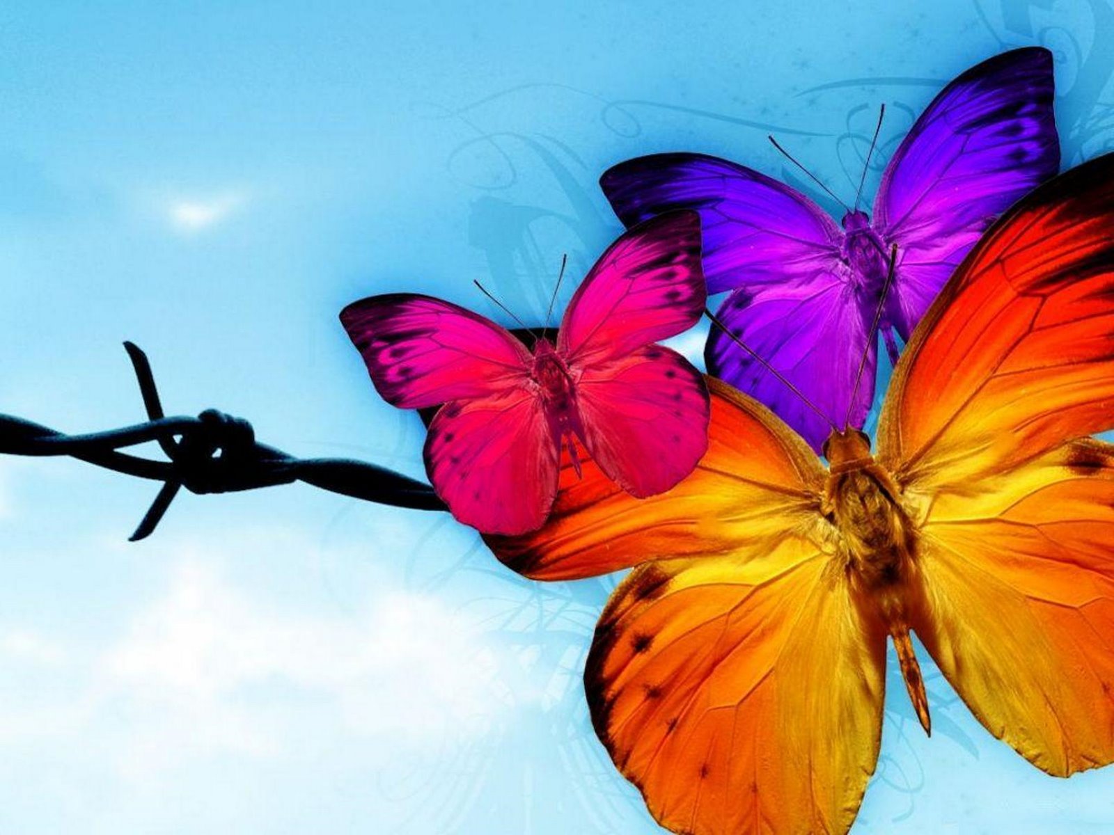 Wallpaper Cute Butterfly Colorful