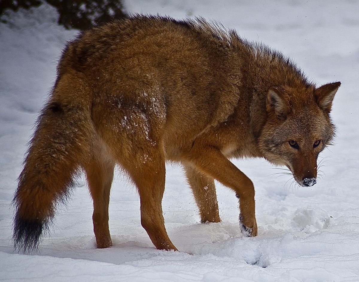 Eastern coyote   Wikipedia