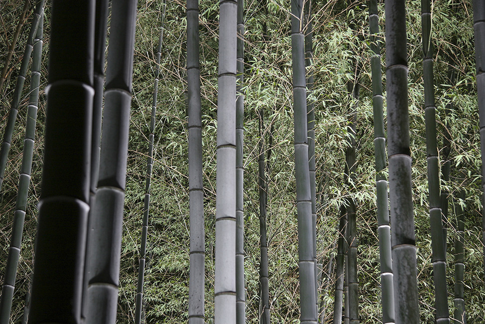 Bamboo Forest At Night Wall Mural Photo Wallpaper Photowall