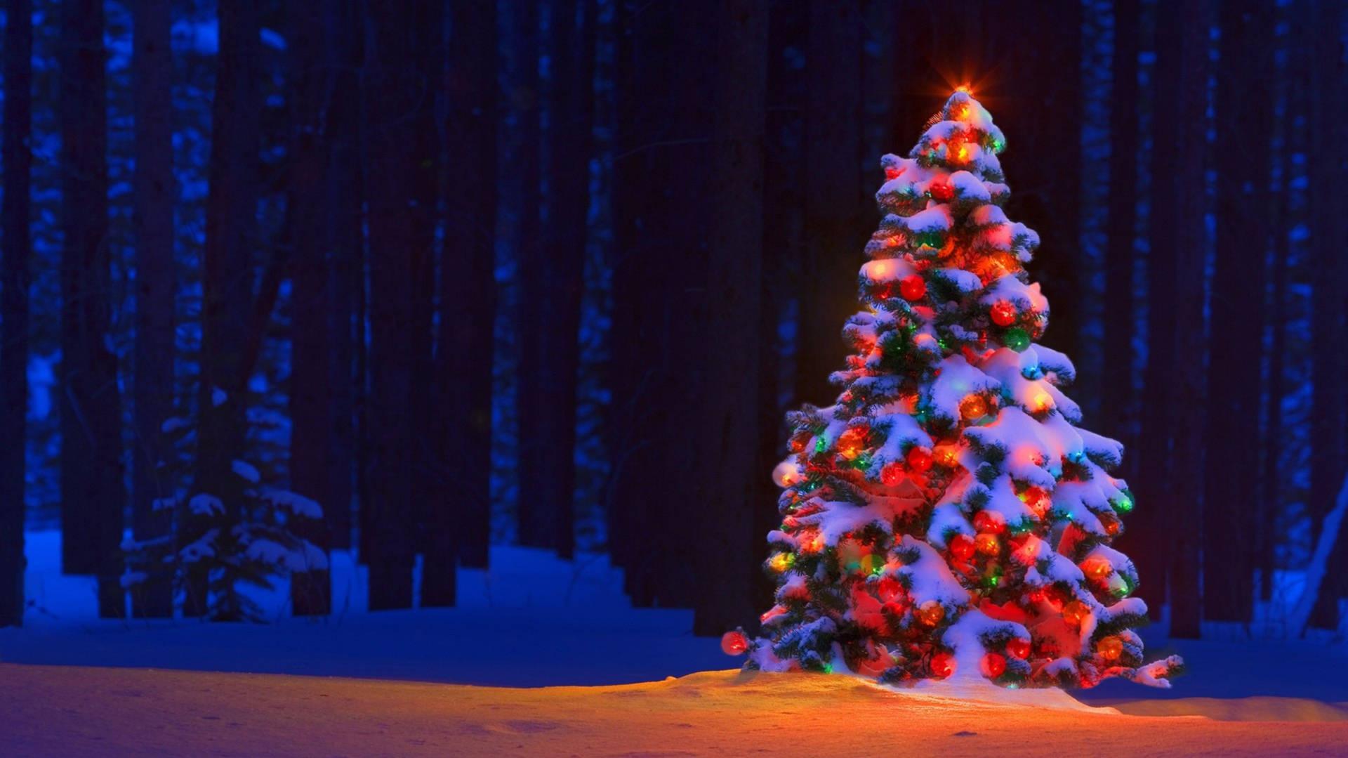 Download 4K Ultra HD Christmas Tree Forest Wallpaper