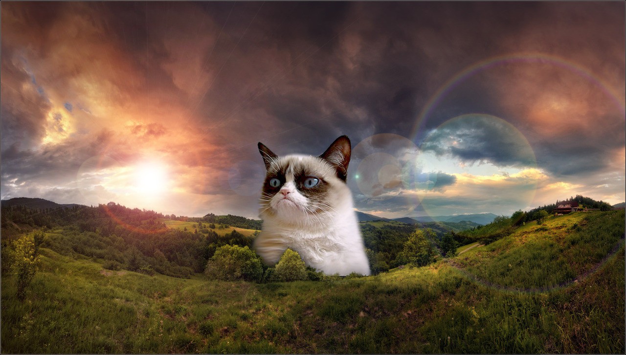 Grumpy Cat PicturesHD Wallpaper