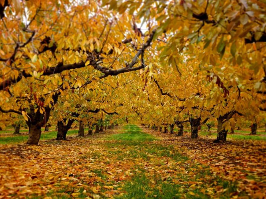 Apple Orchard In Autumn Pixdaus