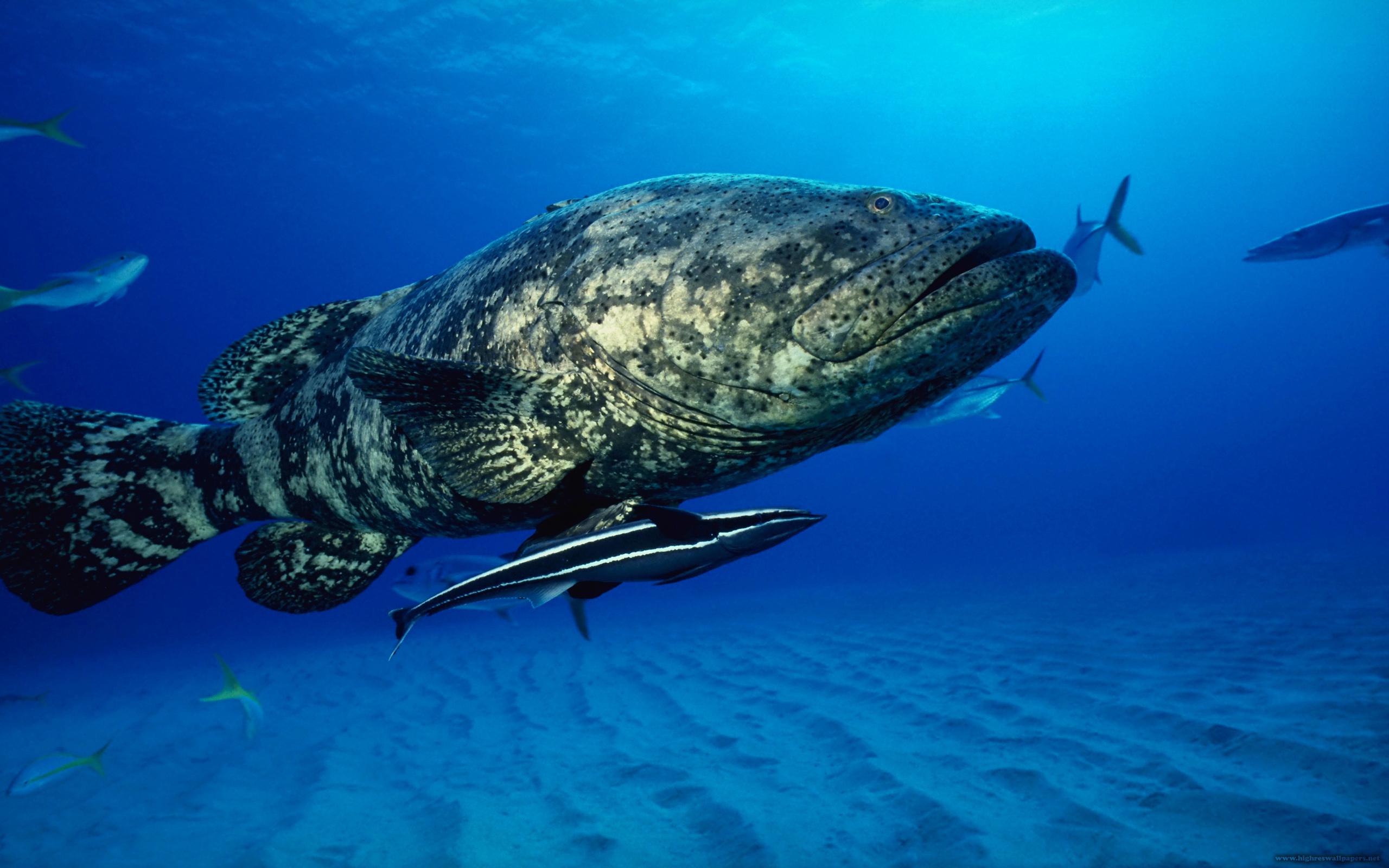 Big Fish Under Blue Ocean HD Wallpaper