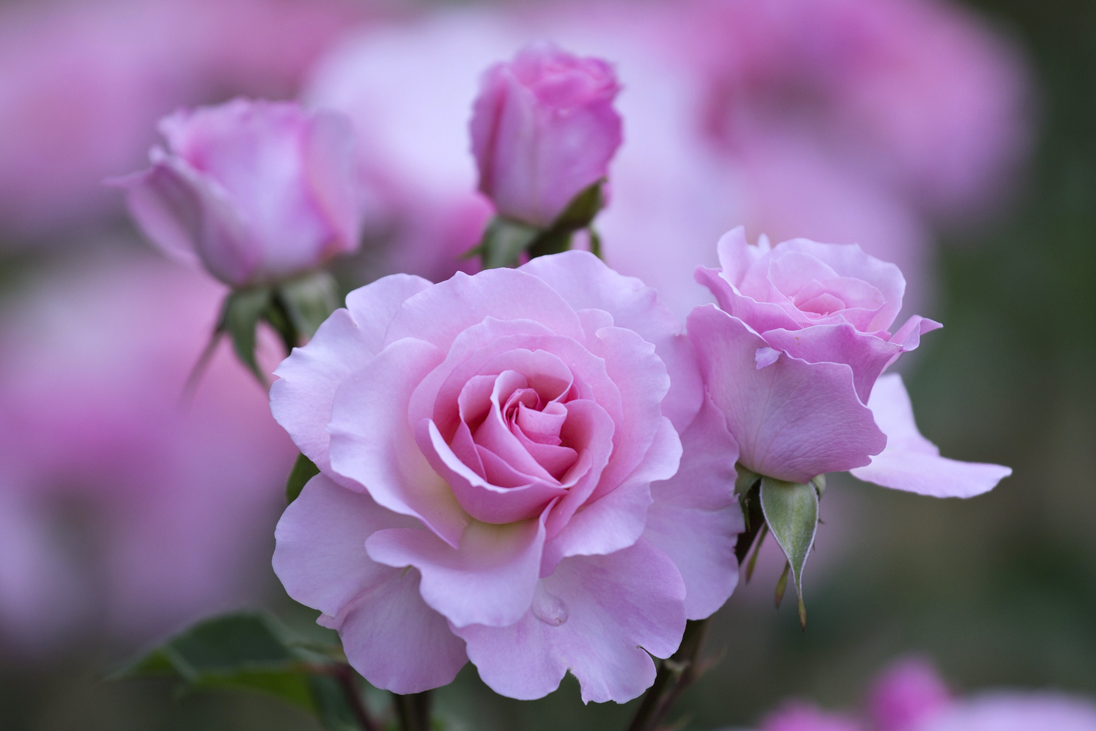 Nature Love Wallpaper HD