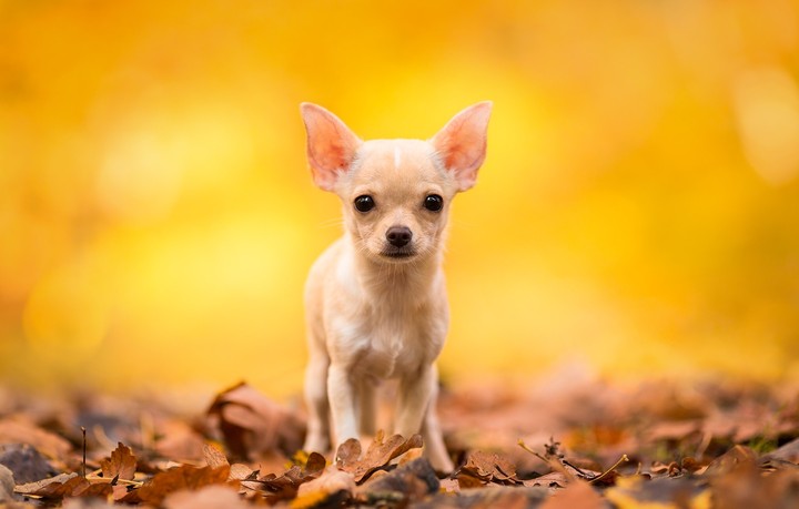 Animal Tags Fall Autumn Dog Chihuahua Baby