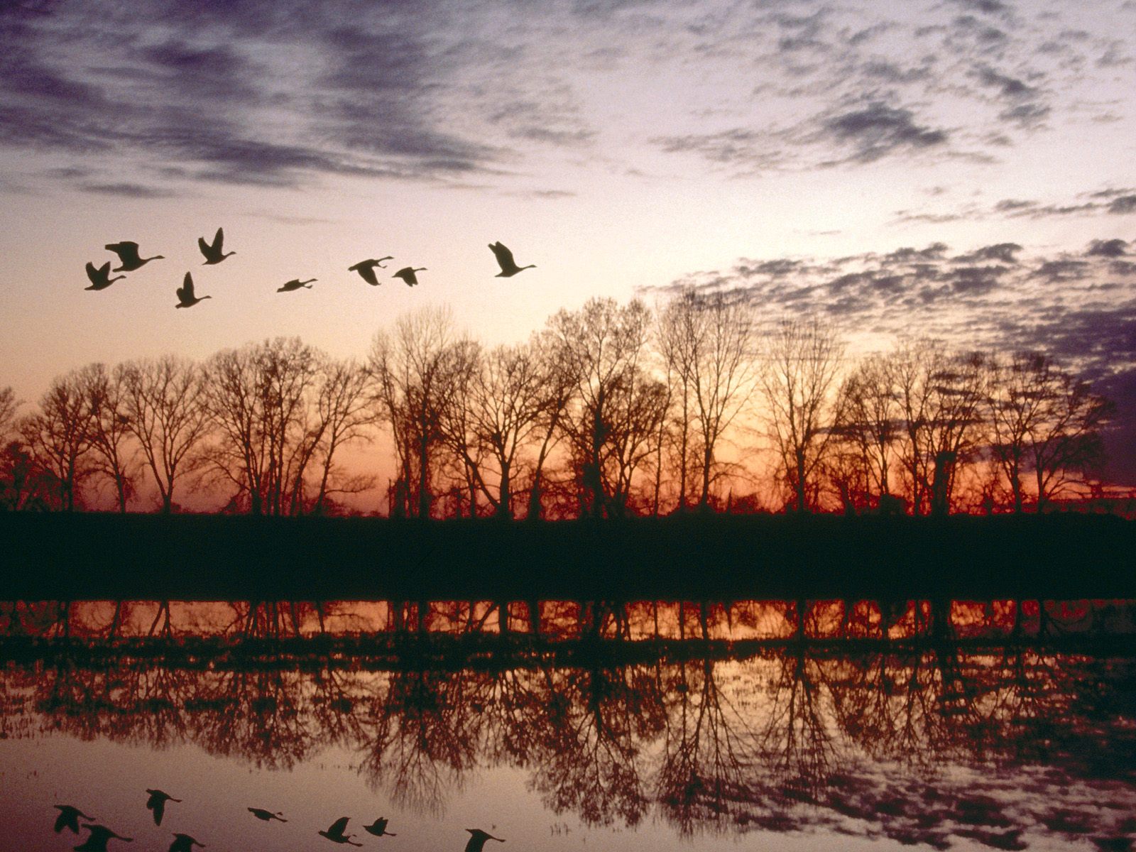  Geese Migrating Missouri Free Animals Wallpaper Image with Birds
