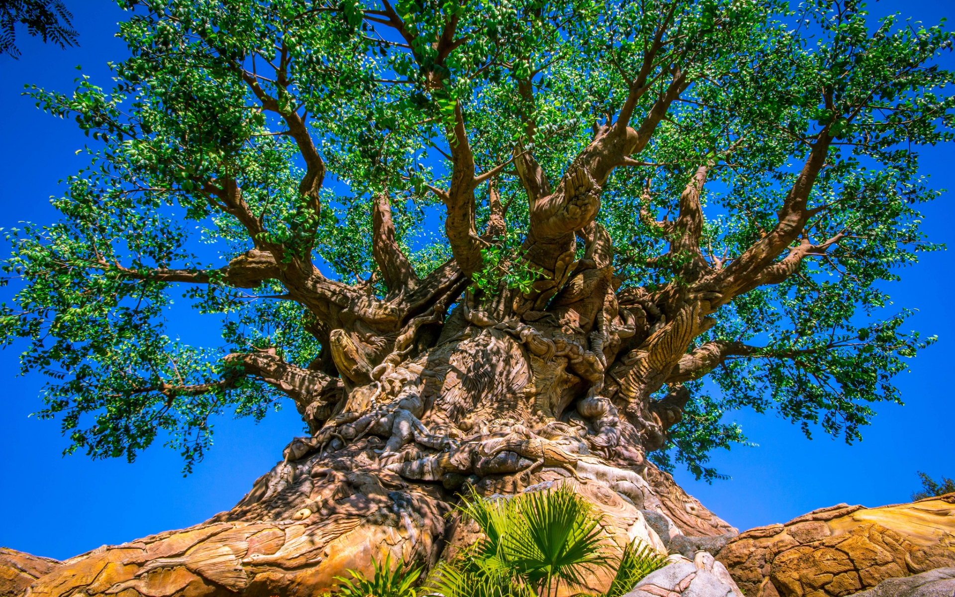 Tree Of Life At Disney S Animal Kingdom Puter Wallpaper Desktop
