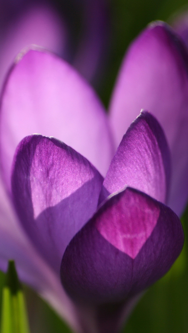 Spring Flower iPhone HD Wallpaper