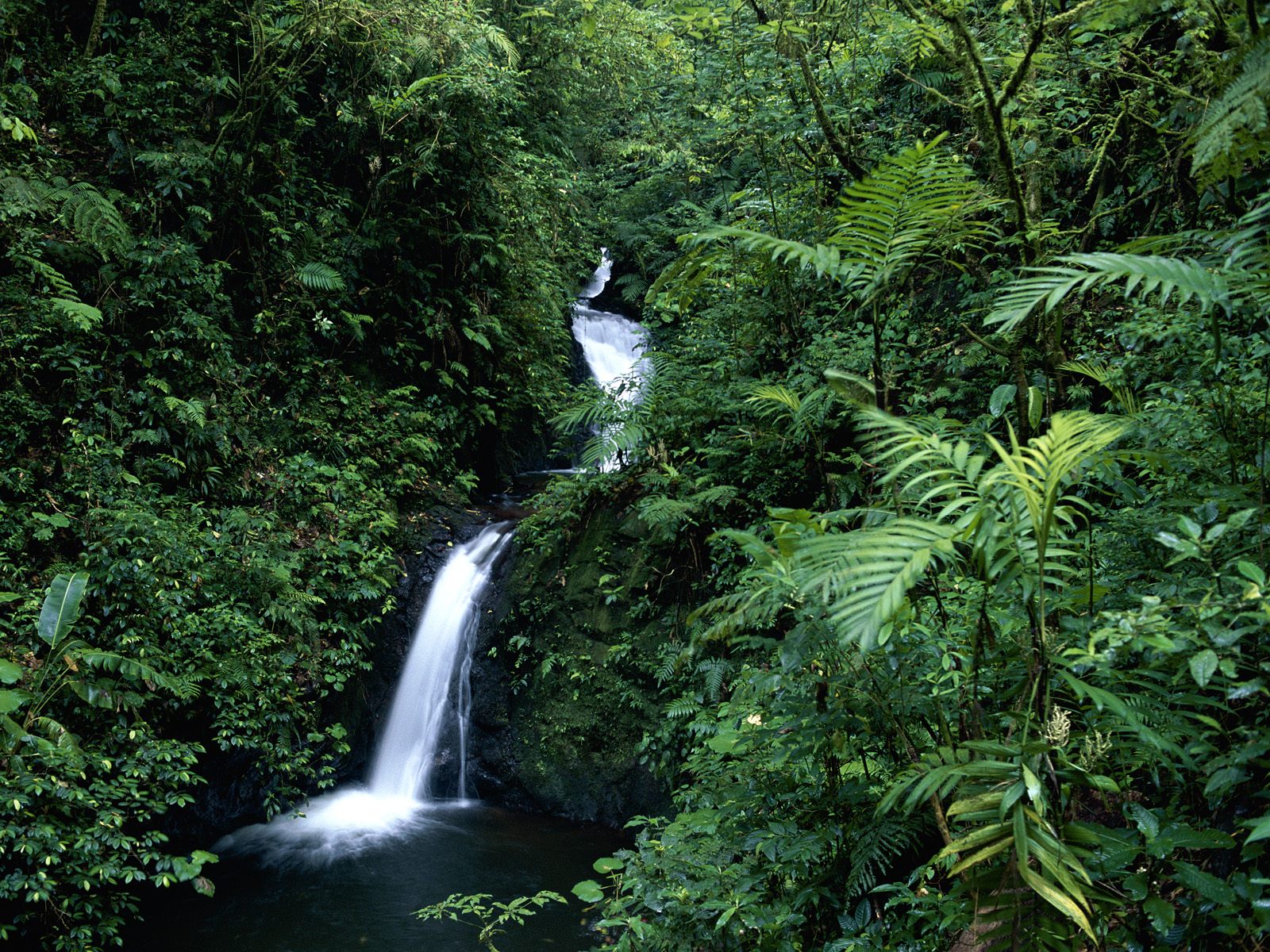 Monteverde Cloud Forest Costa Rica Enchanting
