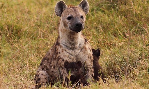 Hyena Wallpaper App For Android