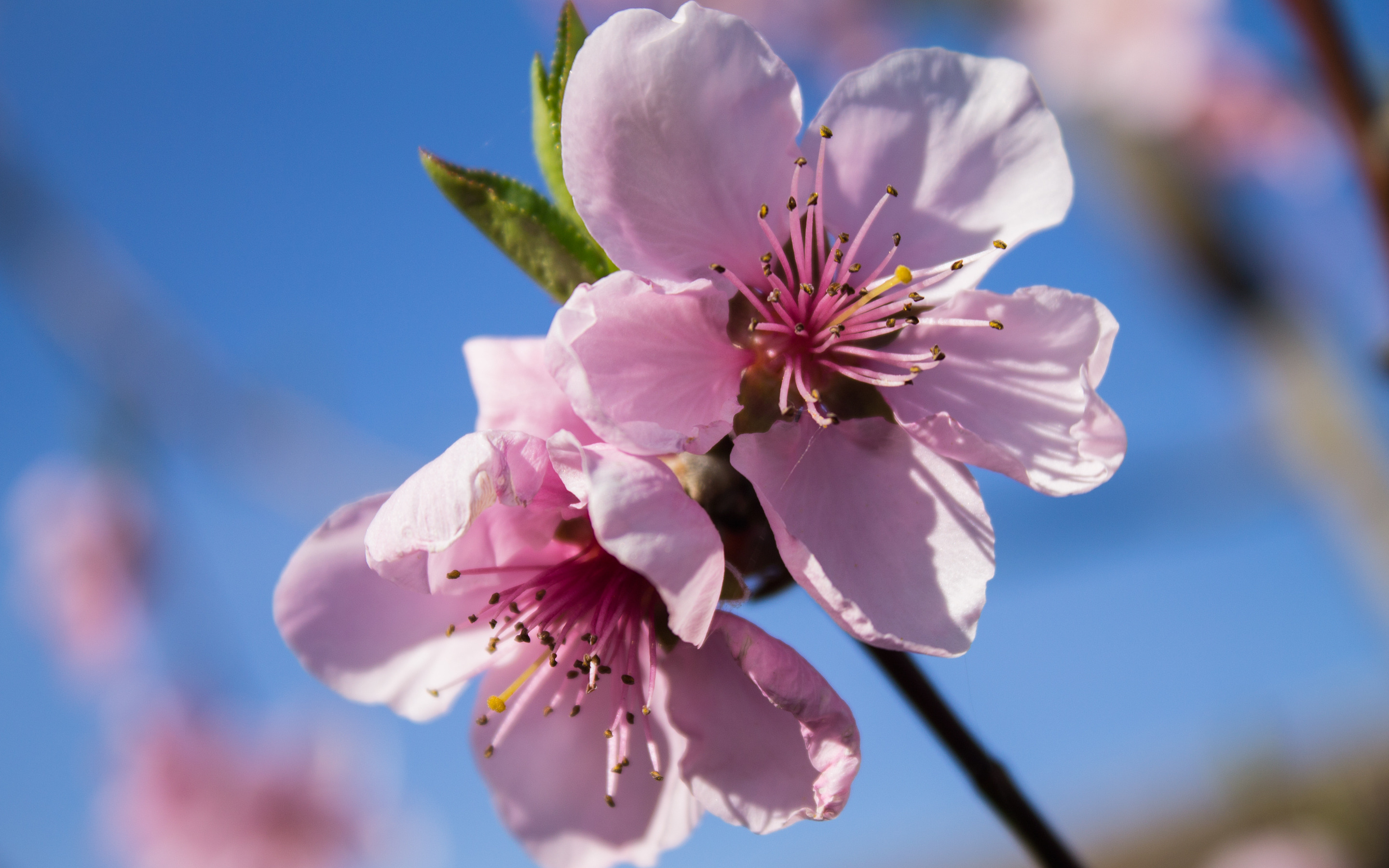 Peach blossoms wallpaper   1132539